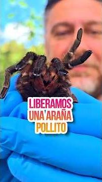 We release tarantulas or chick spiders | Theraphosidae