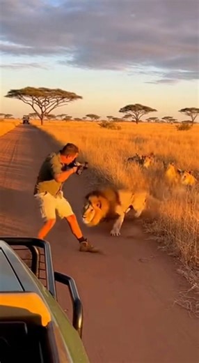 Horrifying Safari Gone Wrong: Lion Pounces on Tourist & Drags Him Away – Dashcam Footage ⚠️ IMPORTANT DISCLAIMER ⚠️ This video is entirely generated by Artificial Intelligence (AI). It is a fictional scene created for entertainment and awareness purposes only. No real humans or animals were harmed or involved in any way. Contains simulated violent content – viewer discretion is advised. #AIGenerated #Wildlife #AI | Brain Wash Tips