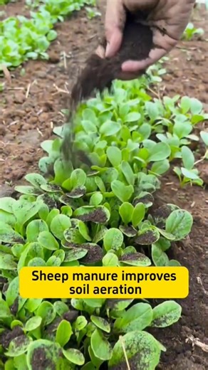 21K views · 362 reactions | Fertilizing tips #fblifestyle #gardening | Ramos Mark | Facebook