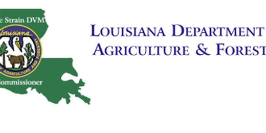 LDAF provides tips to combat termite season