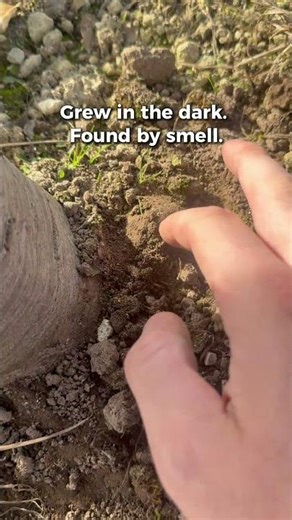 Why truffles smell so strong