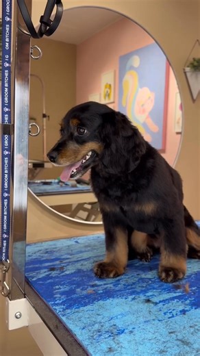 her eyebrows are everything 😍 . #dogs #doggrooming #dogsbylogan #cutedogs | Dogs by Logan