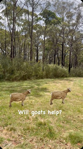 Off Grid Living Australia on Instagram: "Will goats help clear the under scrub?"