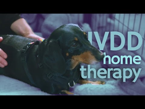 Easy therapeutic touch demo for dogs at home with IVDD | The Rehab Vet