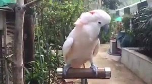 Parrot finches world on Reels