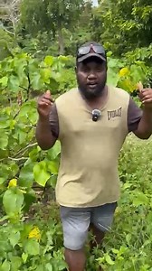 Daily Post Kava Project Team on a kava farm in South Santo, Pelmol Village | Vanuatu Daily Post