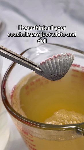 #beachfinds🐚🐌 #cleaningasmr💕🧼🧽 #seashells #seashells🐚 #beachfinds🐚 #cleaningasmr