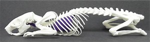 How to 3-D Print the Skeleton of a Living Animal  #3dthursday