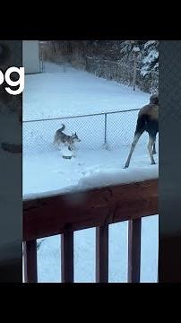 Playful Dog Tries to Befriend Moose || ViralHog