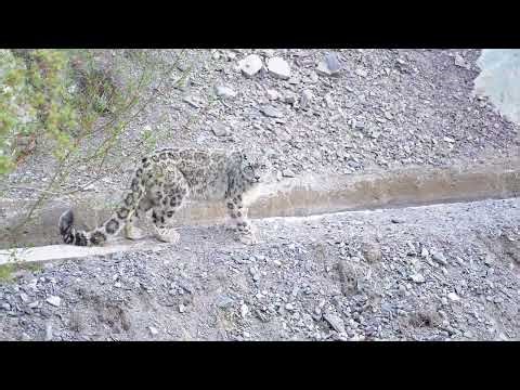 Winter Wildlife of India ❄️ | Snow Leopard & Brown Bear Expeditions | 4K Film