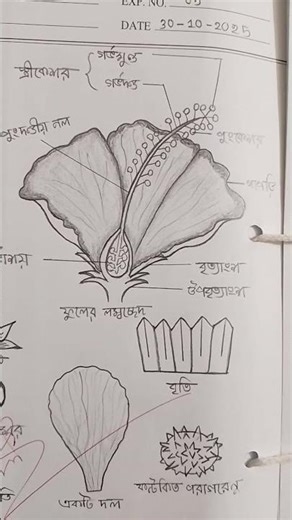 HSC Biology practical 💫👩‍🏫 #hsc#biologypractical #shorts