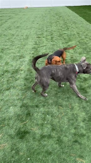 Two besties having a ball 🪩👯‍♀️😁 #fbreelsfypシ゚viralシ #DoggyDaycareGoals #funwithdogs #bassethound | ABC Dog Training, Boarding & Grooming