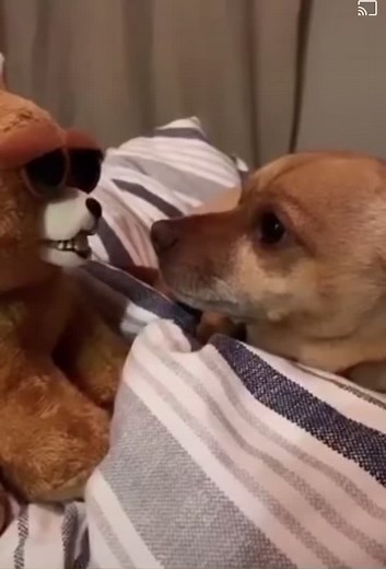 Hilarious Chihuahua Dog Funny Video Compilation