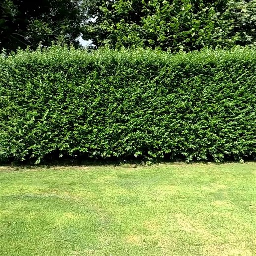 3.4K views · 45 reactions | PRIVET Hedge Trimming In Real Time, Second TRIM of the Year #cleaning #clean #EpicCleanup #BeforeAndAfter #BeforeAndAfter | Presbill TV | Facebook