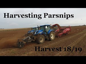 Harvesting Parsnips