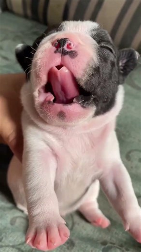 pug dog 🐶first time in my house 🏡 cutest dog ever 🐶