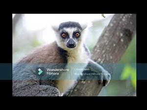 Lemurs: Madagascar’s Most Fascinating Primates! 🐵🌿 | Fun Facts & Conservation