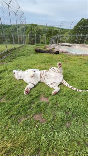 White tiger, Tanya, rolling around in the soft grass while waiting for her pool to fill in the background. #tiger #tigers #bigcats #whitetiger #tanya #cutecat #whitecats #whitecat #catvideo #shortvideo #short #shorts #reels #shoertsreels #TCWR #TurpentineCreek #GFAS #GlobalFederationAnimalSanctuaries #RescueToRefuge #Sanctuary #BigCat #Cats #refuge | Turpentine Creek Wildlife Refuge