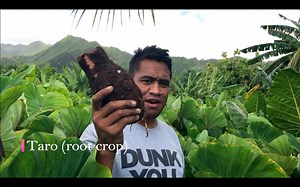 109K views · 2K reactions | TBT - Cooking one of Polynesia's staples - TARO! | Toa Luau | Facebook