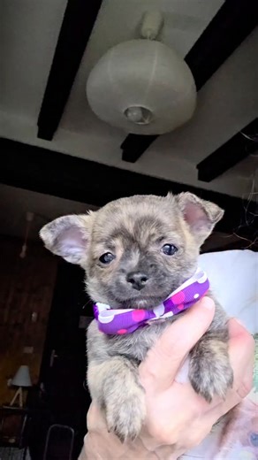 Qatan! Prince Qatan of Amber Flowers! Unique and extremely beautiful!❤️ #brindle #chihuahua #ShortHairDontCare | Florence Ghise