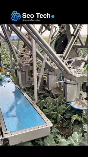 An AI-powered robotic broccoli harvester