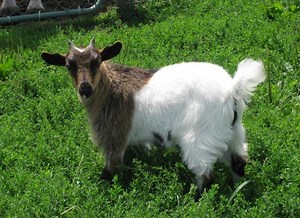 Fainting Goat - Pets Australia