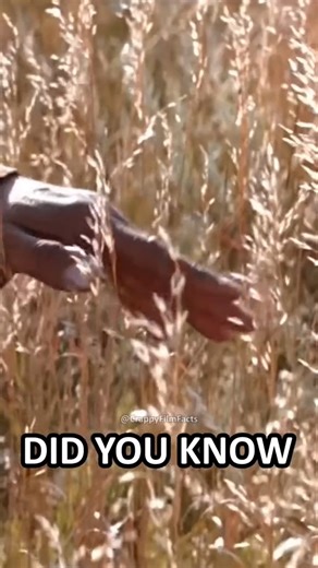 4.8K views · 13 reactions | #factoffilms and #filmfacts created by #marvelstudios and #disney | Amazing Story | Facebook