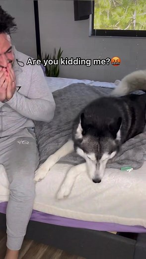 1.1M views · 123K reactions | Sneezing on my husky to see her reaction! | Meeka The Husky | Facebook