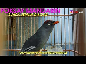 POKSAY MANDARIN BERSUARA MENGALUN MERDU DAN BIKIN TENANG