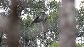 Closed up rare nocturnal bird, adult Dusky eagle owl, uprisen angle...