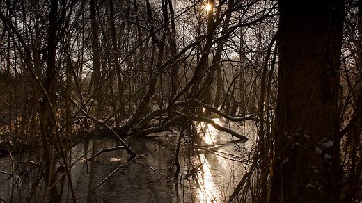 Summary of 'A Narrative of the Captivity and Restoration of Mrs. Mary Rowlandson'