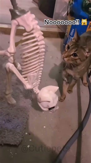 😹Watch These Cats Talking Funny Moments 🤣 #funny #cats #funnycats #talkingcats #catlifee #catchaos