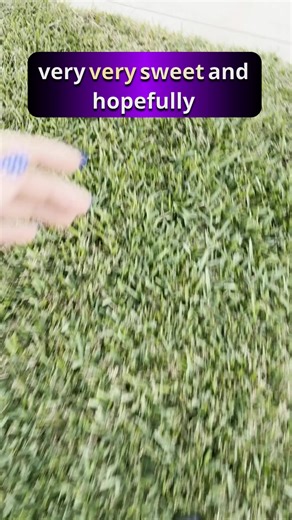 Hidden Rock Paintings of Neighborhood Dogs