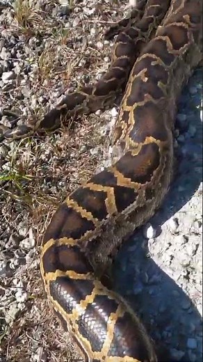 "Giant python in a mating trio"
