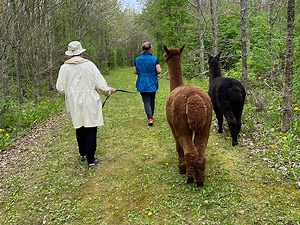 Gåtur med alpaca – alpaca-walk