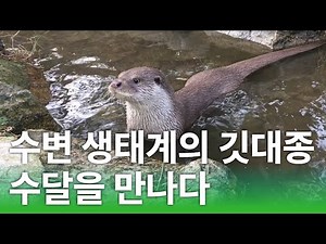 [멸종위기 야생동물을 찾아서] 수변 생태계의 깃대종, 수달을 만나다
