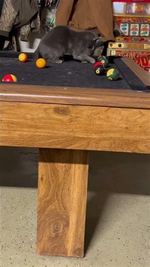Cat playing pool