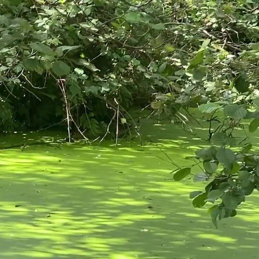 23K views · 1.3K reactions | i’m a grandmother    | Birdy | Facebook