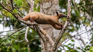 San Diego Zoo Announces Birth of Baby Anteater