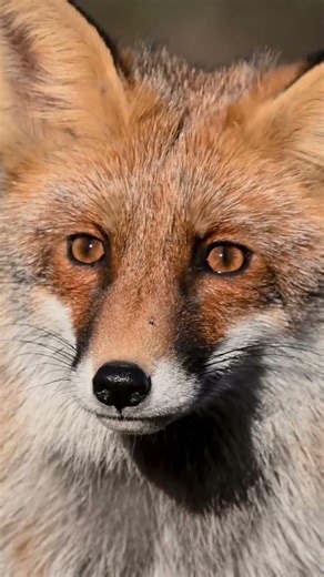 Why foxes are the smartest predators #wildlife #animals #facts