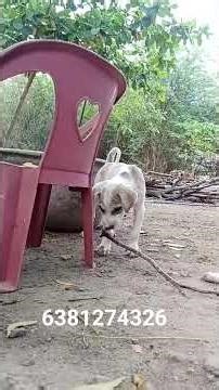 #mandai puppies for sale #dogs 6381274326