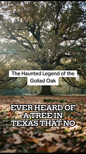 The Haunted Legend of the Goliac Oak Haunted Texas Texas ghosts Haunted Locations Texas Texas paranormal Goliad Oak Chipita Rodriguez Ghost Goliad Texas Haunted #HauntedTexas #TexasGhosts #TexasParanormal #GoliadTexas #chipitarodriguez