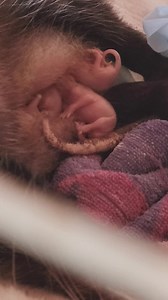 164K views · 3.6K reactions | Mom opossum and her babies. Many of you have asked if I can put the teeny jellybean opossum with Mom. If he was bigger, I could. Opossums only have 13 teets. I can't get into her pouch to count the babies yet. This baby is too tiny to put in with her others. We have done this before with bigger ones, and it works out great. | Little Bit Wildlife Rescue | Facebook