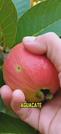 THE MOST POWERFUL FRUIT FOR YOUR HEALTH