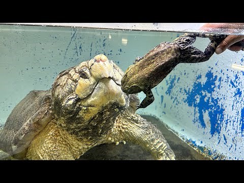 Giant alligator turtle swallows bullfrog whole