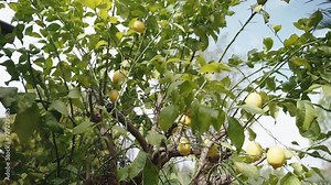Large industrial plantation with lemon trees for manufacturing, fruit tree with ripe lemons in citrus orchard, juicy yellow lemons full of vitamin c, successful cultivation and rich lemons harvest