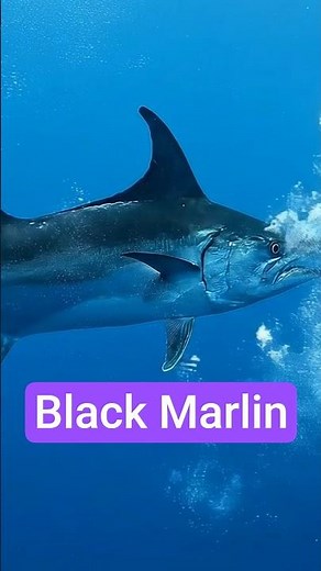 How To Catch A $1,000,000 Marlin (Fishing Techniques)