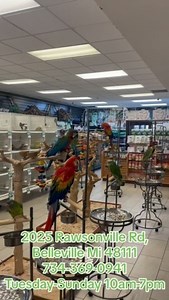 Come in and play with friendly exotic birds:) | Exotic Bird Shop