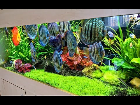 Beautiful Leopard Snakeskin Discus Fish Tank | Planted Discus Aquarium
