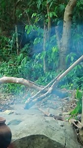 survival in the rainforest found beef offal for cook with taro near river eat with twos boy #survival #hunting #fishing #doglover #dog | Uncle Bee Recipe